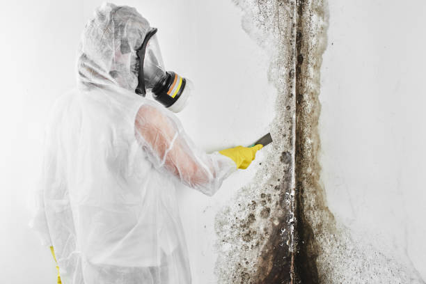 Best Residential Mold Removal  in Fort Pierce North, FL