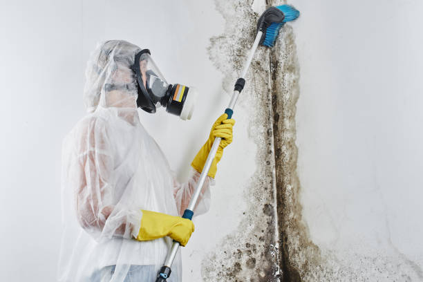 Best Mold Damage Repair  in Fort Pierce North, FL