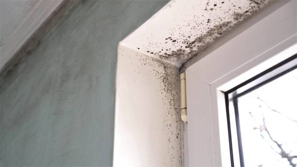 Best Fast Mold Removal  in Fort Pierce North, FL
