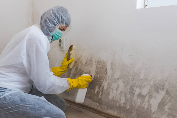 Best Mold Remediation  in Fort Pierce North, FL
