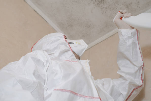 Best Local Mold Removal Service  in Fort Pierce North, FL