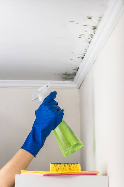 Best Black Mold Removal  in Fort Pierce North, FL