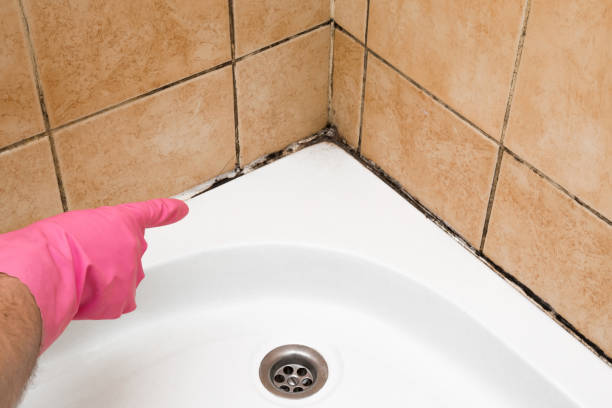 Best Toxic Mold Removal  in Fort Pierce North, FL