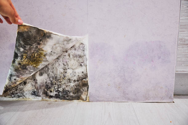 Best Best Mold Removal Companies  in Fort Pierce North, FL